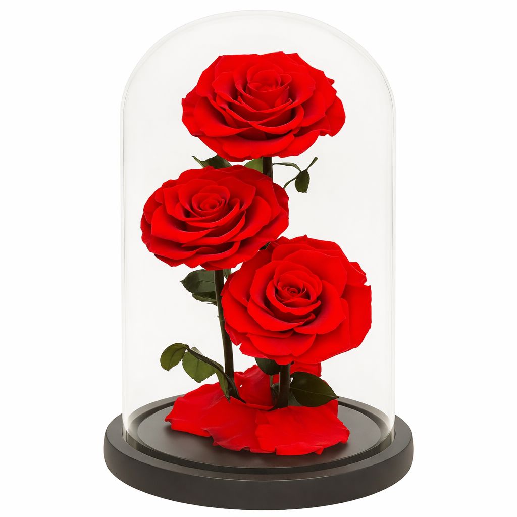 Three forever red roses under a glass dome on a white background