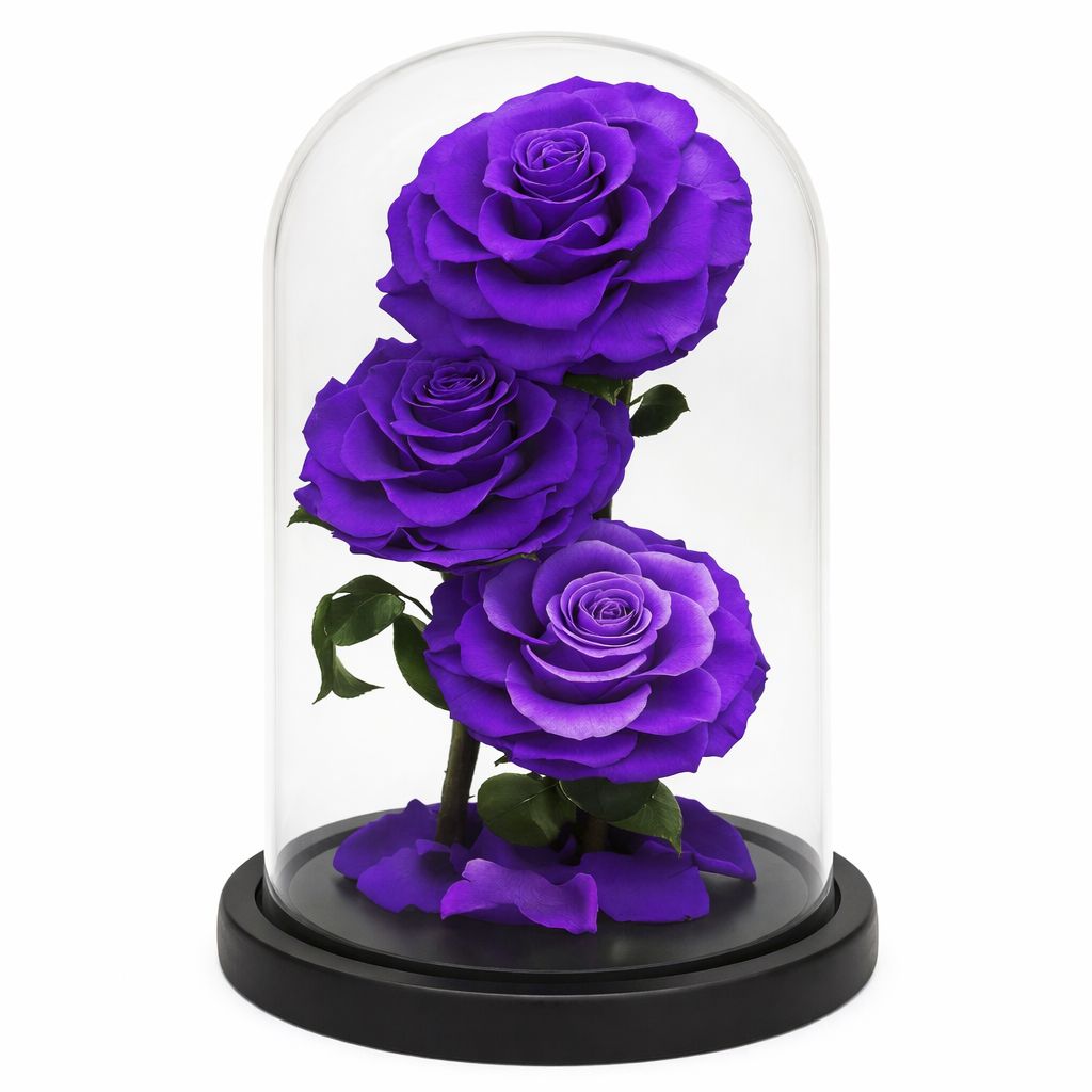 Three forever purple roses in a glass dome on a white background